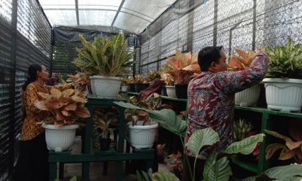 Merawat Tanaman: Sebuah Latihan Kesabaran yang Berbuah Keindahan