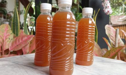 Info Inovasi Adiwiyata : Inovasi Pemanfaatan Nanas Medusa Menjadi Minuman Probiotik “Metapi Drink” untuk Menurunkan Kadar Kolesterol Darah
