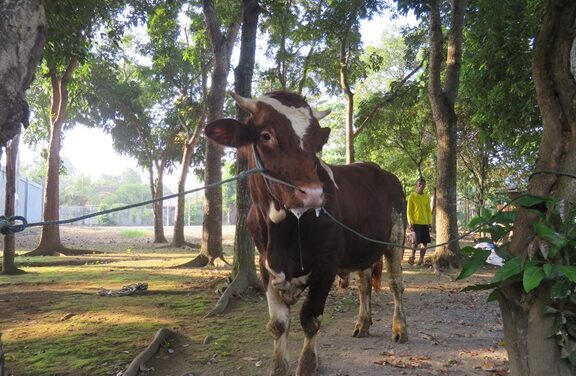 PELAKSANAAN KEGIATAN QURBAN DI SMA NEGERI 1 SEYEGAN