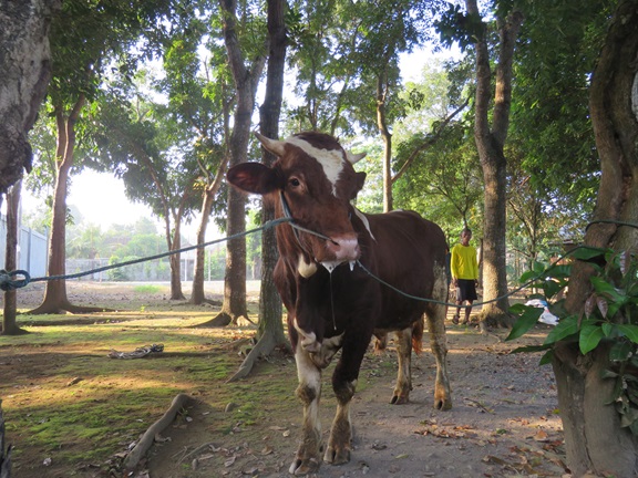 PELAKSANAAN KEGIATAN QURBAN DI SMA NEGERI 1 SEYEGAN