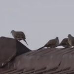 Lingkungan SMAN 1 Seyegan yang asri menjadikan habitat bagi burung perkutut (Geopelia striata)