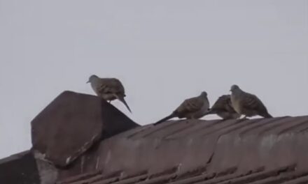 Lingkungan SMAN 1 Seyegan yang asri menjadikan habitat bagi burung perkutut (Geopelia striata)