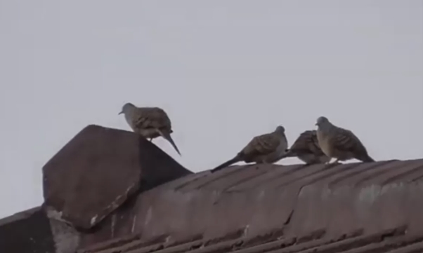 Lingkungan SMAN 1 Seyegan yang asri menjadikan habitat bagi burung perkutut (Geopelia striata)